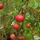 Buy Apple - Malus domestica Discovery online from Jacksons Nurseries