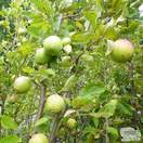 Buy Apple - Malus domestica Jupiter online from Jacksons Nurseries