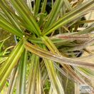Buy Astelia nervosa 'Red Devil' (Bush Flax) online from Jacksons Nurseries.