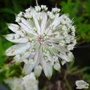 Buy Astrantia major subsp. involucrata Shaggy (Masterwort) online from Jacksons Nurseries