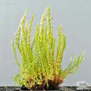 Buy Calluna vulgaris ‘Gold Mist’ (Heather) online from Jacksons Nurseries.