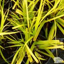 Buy Carex oshimensis 'Everillo' online from Jacksons Nurseries