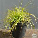 Buy Carex oshimensis 'Everillo' online from Jacksons Nurseries