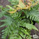 Buy Dryopteris erythrosora var. prolifica (Copper Shield Fern) online from Jacksons Nurseries
