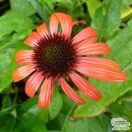 Echinacea Orange Skipper 4