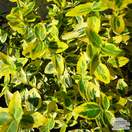 Buy Euonymus fortunei Emerald 'n' Gold (Evergreen Bittersweet) online from Jacksons Nurseries