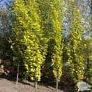 Buy Fagus sylvatica Dawyck Gold (Tree) (Golden Fastigiate Beech) online from Jacksons Nurseries