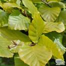 Buy Fagus sylvatica Dawyck Gold (Tree) (Golden Fastigiate Beech) online from Jacksons Nurseries