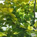 Buy Fagus sylvatica Dawyck Gold (Tree) (Golden Fastigiate Beech) online from Jacksons Nurseries