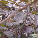 Buy Fagus sylvatica Dawyck Purple (Tree) (Purple Fastigiate Beech) online from Jacksons Nurseries