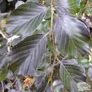Buy Fagus sylvatica Dawyck Purple (Tree) (Purple Fastigiate Beech) online from Jacksons Nurseries