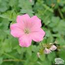 Buy Geranium x oxonianum Wargrave Pink (Cranesbill) online from Jacksons Nurseries