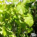 Buy Grape - Vitis vinifera Black Hamburg online from Jacksons Nurseries