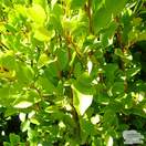 Buy Griselinia littoralis (New Zealand broadleaf) online from Jacksons Nurseries