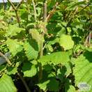 Buy Hazelnut - Corylus avellana Butler online from Jacksons Nurseries