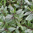 Buy Hebe ‘Pink Candy’(Shrubby Veronica) online from Jacksons Nurseries.