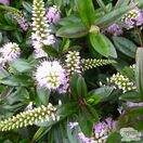 Buy Hebe ‘Pink Candy’(Shrubby Veronica) online from Jacksons Nurseries.