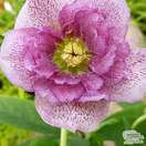 Buy Helleborus ‘Double Queen Mixed’ (Lenten rose) online from Jacksons Nurseries.