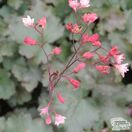 Buy Heuchera 'Fireworks' online from Jacksons Nurseries.