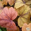 Buy Heucherella tiarelloides (Foamy Bells) online from Jacksons Nurseries