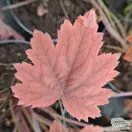 Buy Heucherella tiarelloides (Foamy Bells) online from Jacksons Nurseries