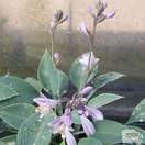 Buy Hosta Blue Angel (Plantain Lily) online from Jackson's Nurseries.