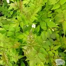 Buy Jasminum officinale 'Devon Cream' (Jasmine ‘Devon Cream’) online from Jacksons Nurseries