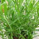 Buy Lavandula angustifolia Munstead online from Jacksons Nurseries