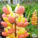Buy Lupinus ‘Gladiator’ (West Country Lupin) online from Jacksons Nurseries.