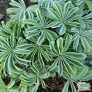 Buy Oxalis adenophylla (Sauer klee) online from Jacksons Nurseries