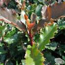 Buy Photinia serratifolia Crunchy 'REV100' from Jacksons Nurseries
