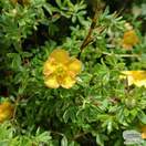 Buy Potentilla fruticosa 'Tangerine' (Shrubby Cinquefoil) online from Jacksons Nurseries