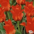 Buy Tulip - Red Riding Hood (Bulbs) in the UK