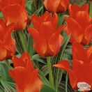 Buy Tulip - Red Riding Hood (Bulbs) in the UK
