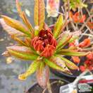 Rhododendron azalea 'Satan' bud