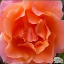 Buy Rosa Fragrant Delight online from Jacksons Nurseries