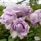 Buy Rosa 'Novalis' (Floribunda Rose)