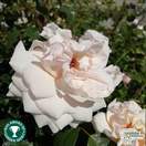 Buy Rosa New Dawn online from Jacksons Nurseries