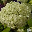 Buy Hydrangea macrophylla Alpengluhen (Hydrangea Mophead) online from Jacksons Nurseries