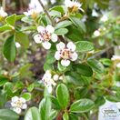 Buy Cotoneaster x suecicus Coral Beauty (Tree) online from Jacksons Nurseries