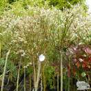 Buy Salix integra Hakuro Nishiki (Tree) (Dappled Willow) online from Jacksons Nurseries