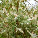Buy Salix integra Hakuro Nishiki (Tree) (Dappled Willow) online from Jacksons Nurseries
