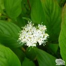 Buy Cornus alba Elegantissima (Red-barked Dogwood) online from Jacksons Nurseries