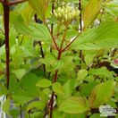Buy Cornus alba Sibirica (Red-barked Dogwood) online from Jacksons Nurseries