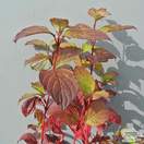 Buy Cornus alba Sibirica (Red-barked Dogwood) online from Jacksons Nurseries