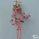 Buy Cornus alba Sibirica (Red-barked Dogwood) online from Jacksons Nurseries