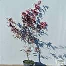 Buy Acer palmatum Fireglow online from Jacksons Nurseries