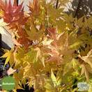 Buy Acer palmatum Orange Dream (Japanese Maple) online from Jacksons Nurseries