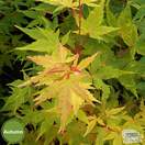 Buy Acer palmatum Sango-Kaku (Japanese Maple) online from Jacksons Nurseries