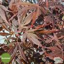 Buy Acer palmatum Suminagashi (Japanese Maple) online from Jacksons Nurseries